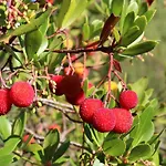 Pucaricas - Country & Nature