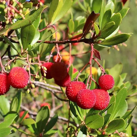 Pucaricas - Country & Nature