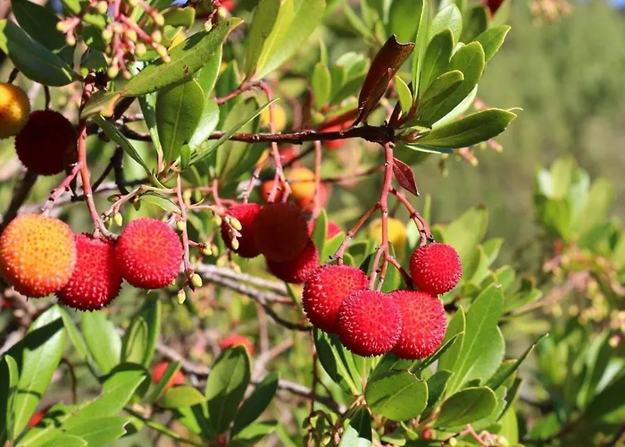 Pucaricas - Country & Nature