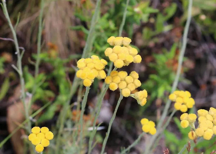 Parque de vacaciones Pucaricas - Country & Nature Proença-a-Nova