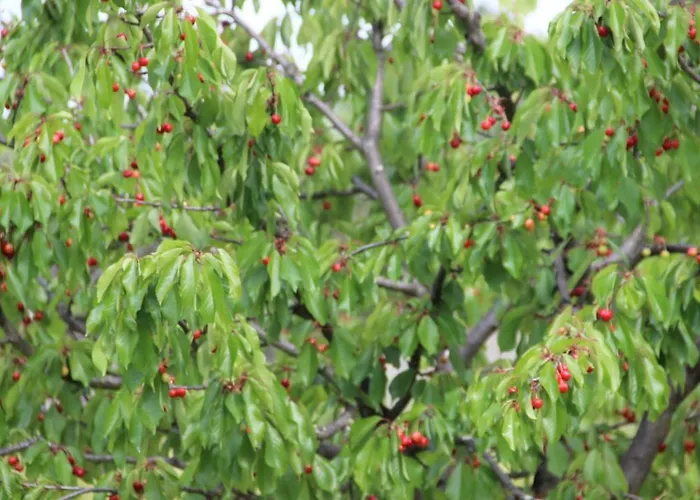 Pucaricas - Country & Nature *